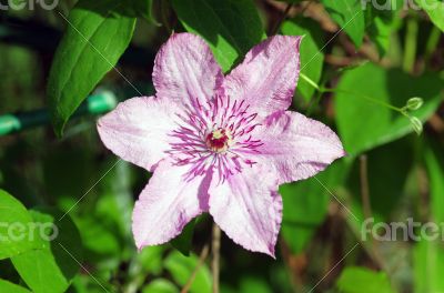 Close up of beautiful single white clematis flower 