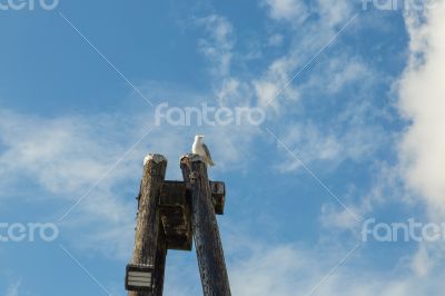 Seagull On A Pole