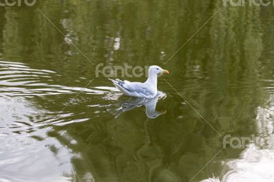 Lonely Seagull