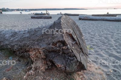 Big Log On A Beach