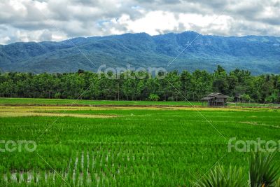 Paddy field by the hill