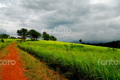 Way to Grassland in Khao Yai