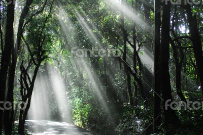 Sunlight in the woods