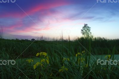 Spring landscape with yellow flower on hill and majestic sunset