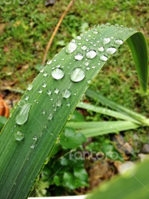 Rain Drop Leaf