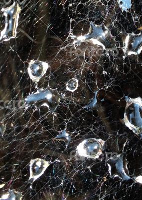 Spider Web Dew Drops