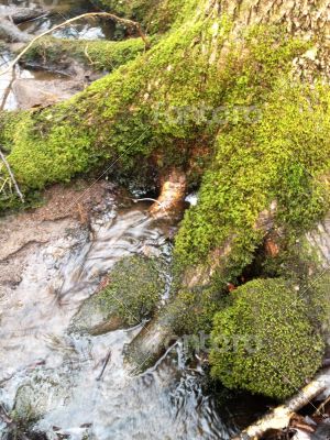 Nature's Tree and Water