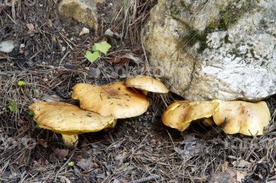 Edible mushrooms growing around the stone.