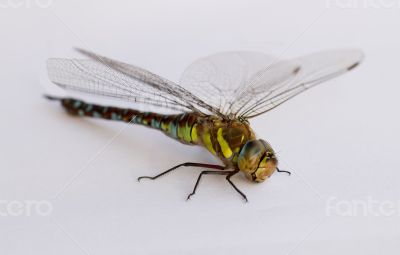 Dragonfly on a white background. Isolate. 