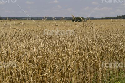 Field of ripe wheat at sunny summer day Field of ripe wheat at sunny summer day
