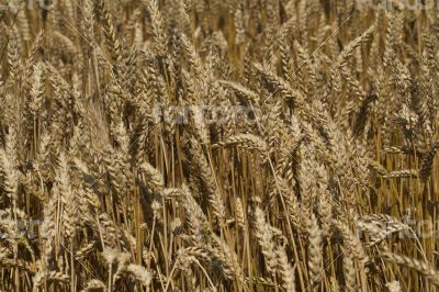 Field of ripe wheat at sunny summer day