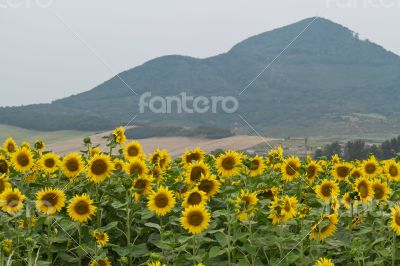 Large and bright sunflowers on the field. 