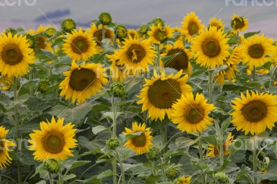 Large and bright sunflowers on the field. 