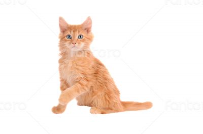 Orange kitten with shocked expression