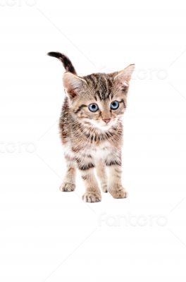 Cute Tabby Kitten with Blue Eyes Cute Tabby Kitten with Blue Eyes