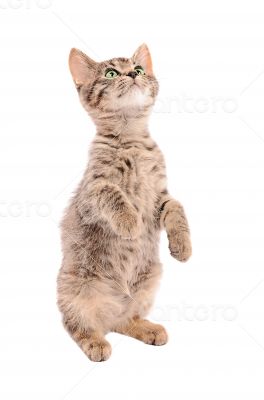 Brown tabby kitten standing on two feet 