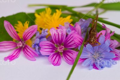 Small bunch of bright meadow flowers.