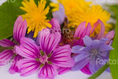 Grasshopper sits on bouquet of colorful flowers