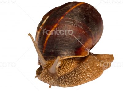 Earthy brown snail in the shell photographed close.