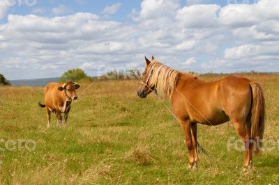 Horse and cow on the field against cloudy sky. 