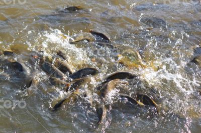 Common carps Common carps