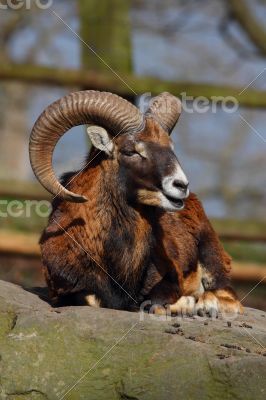 Ovis aries orientalis