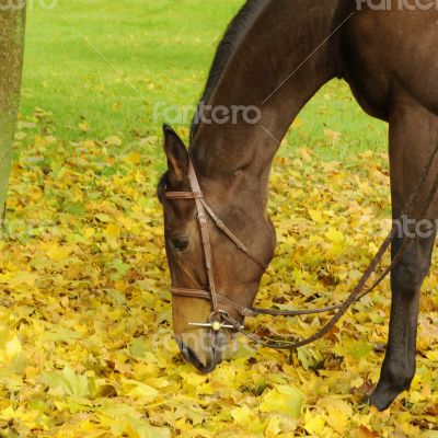 Enjoying the leaves Enjoying the leaves