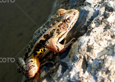 Frog Climbing Wall Frog Climbing Wall