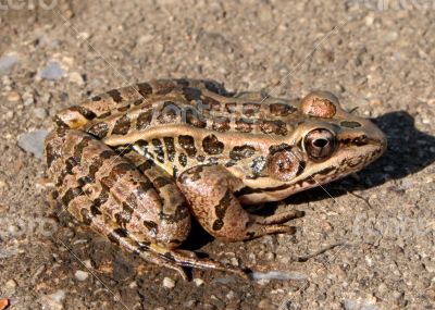 Frog on Wall