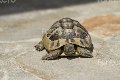 Brown turtle crawls over the flagstones sunny summer afternoon.