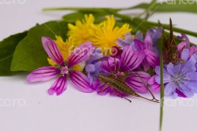 Small bunch of bright meadow flowers.