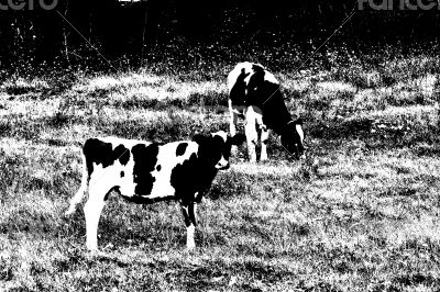 Cows with black spots grazing on the meadow.