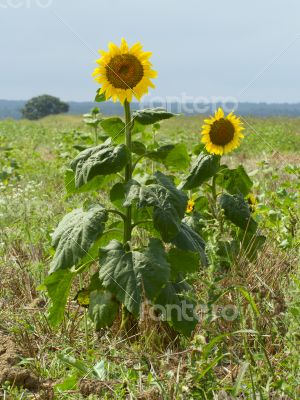 Large and bright sunflowers on the field. 