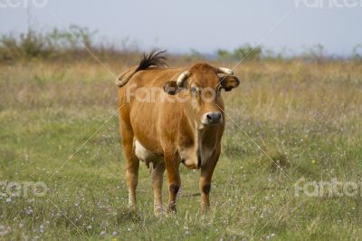 Red bull grazing in the meadow on sunny summer day.