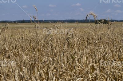 field of ripe wheat at sunny summer day