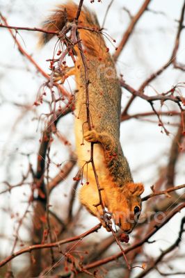 Squirrel Squirrel