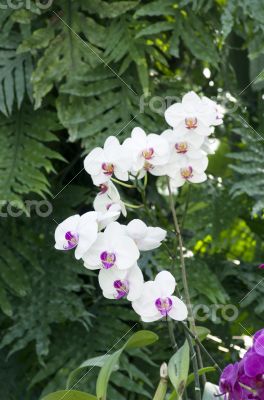 Beautiful purple and white orchid - phalaenopsis