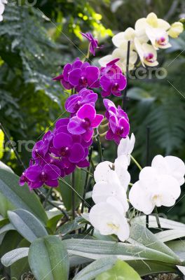 Beautiful purple and white orchid - phalaenopsis 