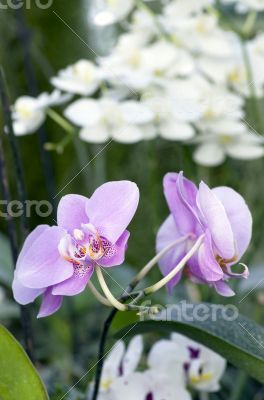 Beautiful purple orchid - phalaenopsis 