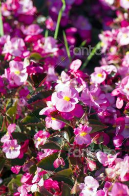 pink Begonia