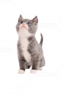 Adorable grey and white kitten looking up