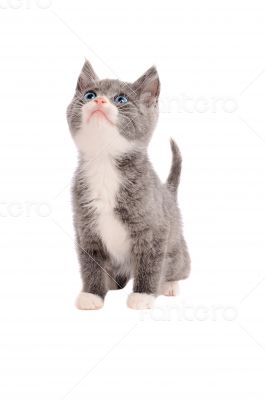 Adorable grey and white kitten looking up Adorable grey and white kitten looking up