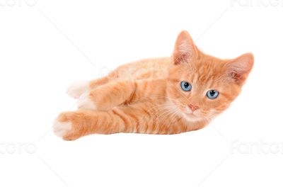 Ginger kitten laying on a white background Ginger kitten laying on a white background