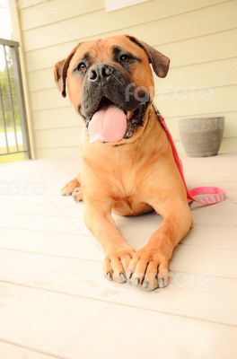 Happy bullmastiff dog laying on an outdoor patio