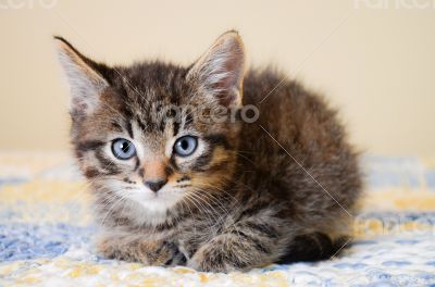 Adorable Tabby Kitten on Blue and Yellow Quilt Adorable Tabby Kitten on Blue and Yellow Quilt