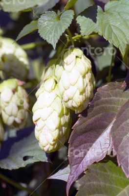 ripened hop cones in the hop garden 