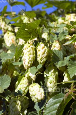 ripened hop cones in the hop garden 