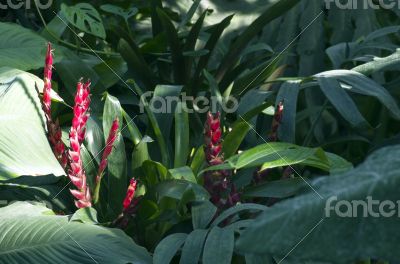 colorful bromelia