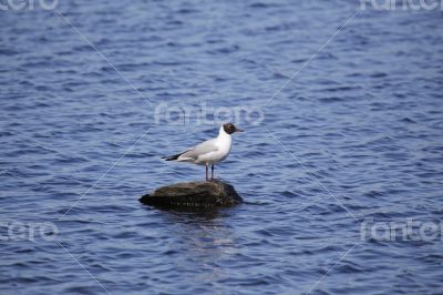 Seagull on a rock