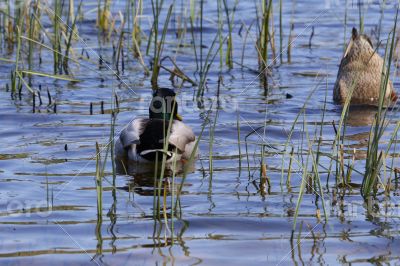 Ducks diving